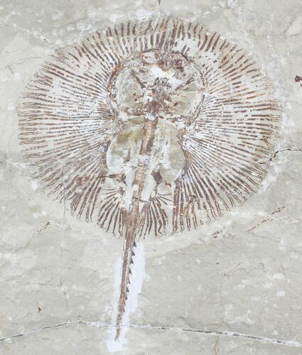 Rare Fossil Ray (Cyclobatis) From Lebanon - #24147